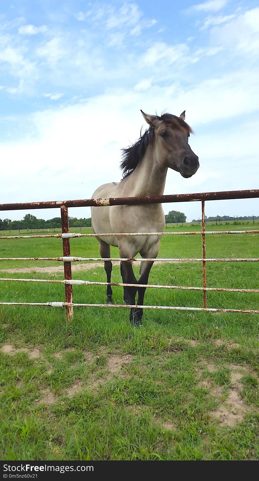 Horse, Pasture, Grassland, Ecosystem