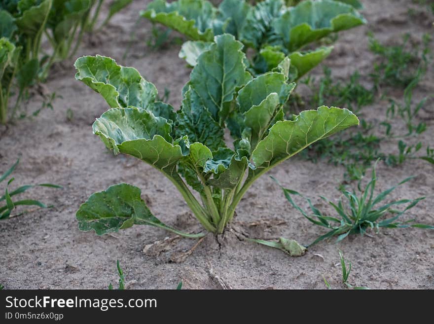 Plant, Chard, Leaf Vegetable, Leaf