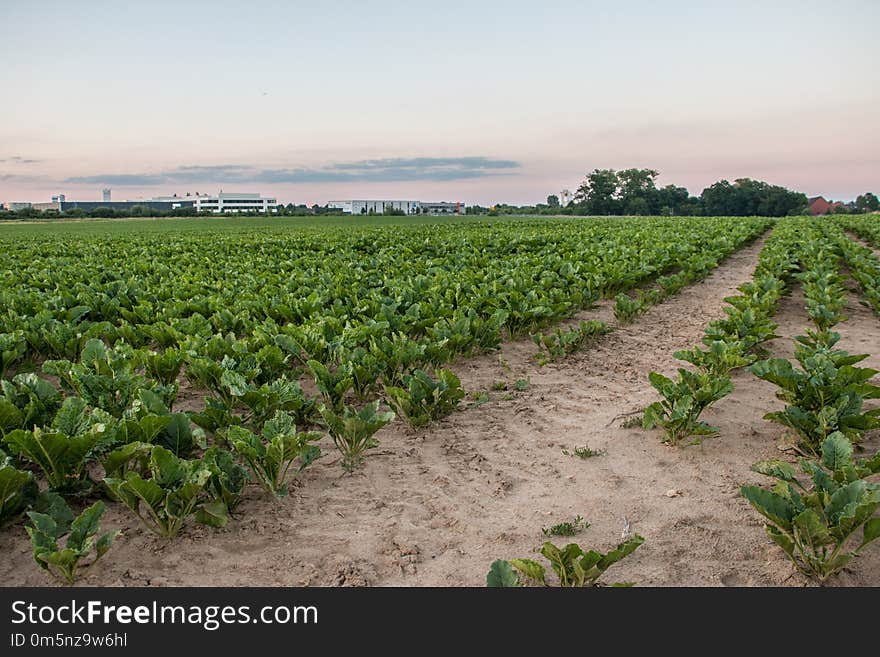 Agriculture, Field, Crop, Farm