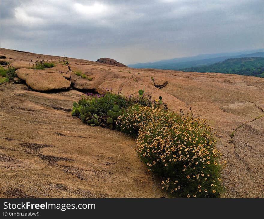 Vegetation, Ecosystem, Wilderness, Shrubland