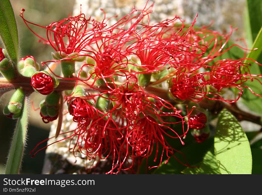 Flora, Plant, Flower, Grevillea