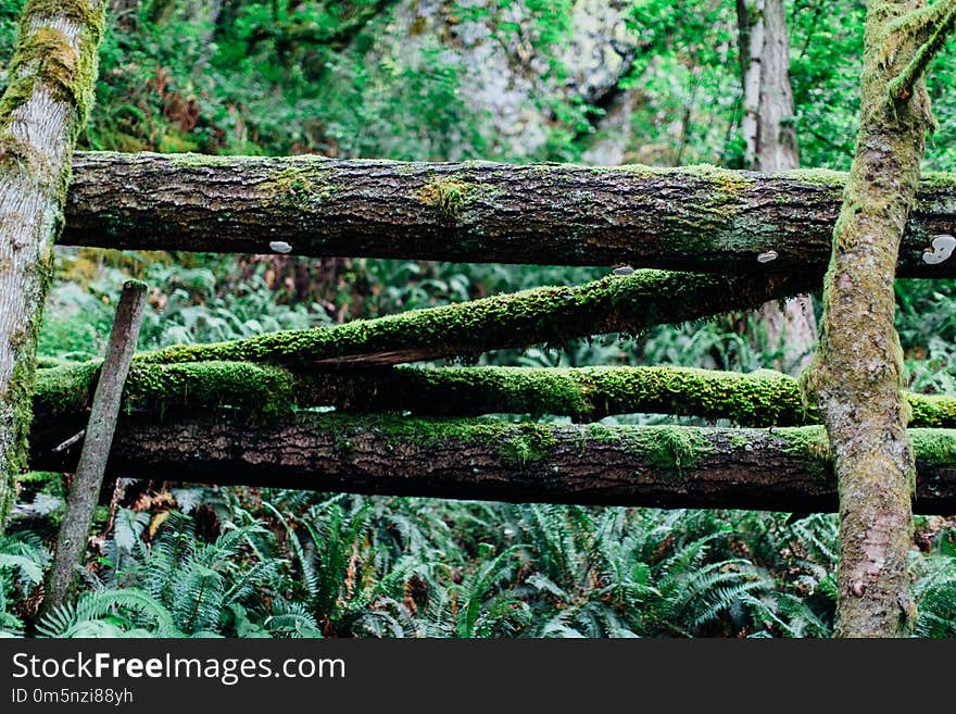 Vegetation, Nature Reserve, Tree, Old Growth Forest