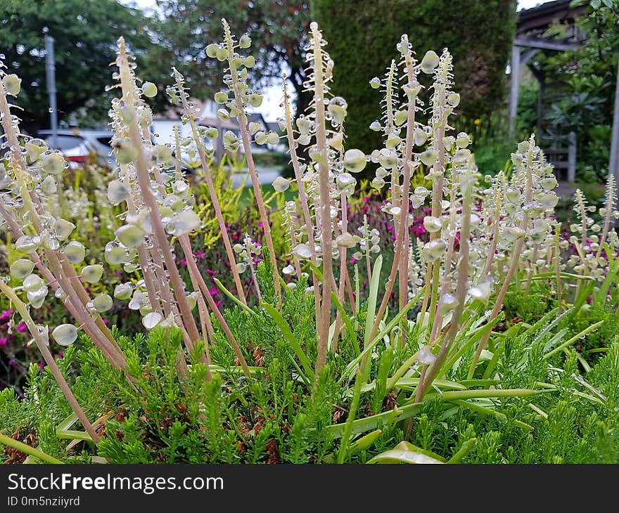 Plant, Flora, Flower, Flowering Plant