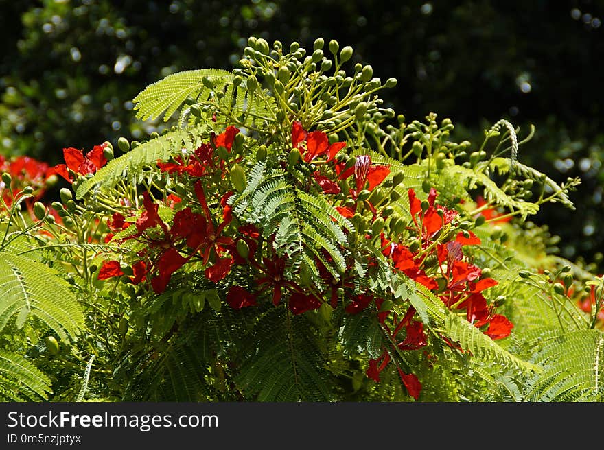 Vegetation, Plant, Leaf, Flora