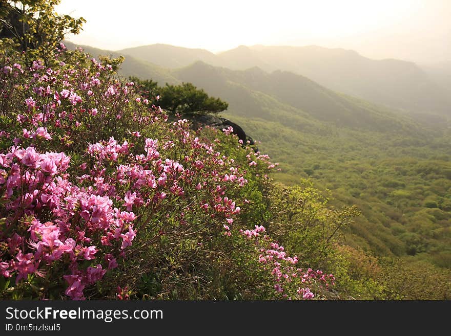 Flower, Vegetation, Mountainous Landforms, Plant