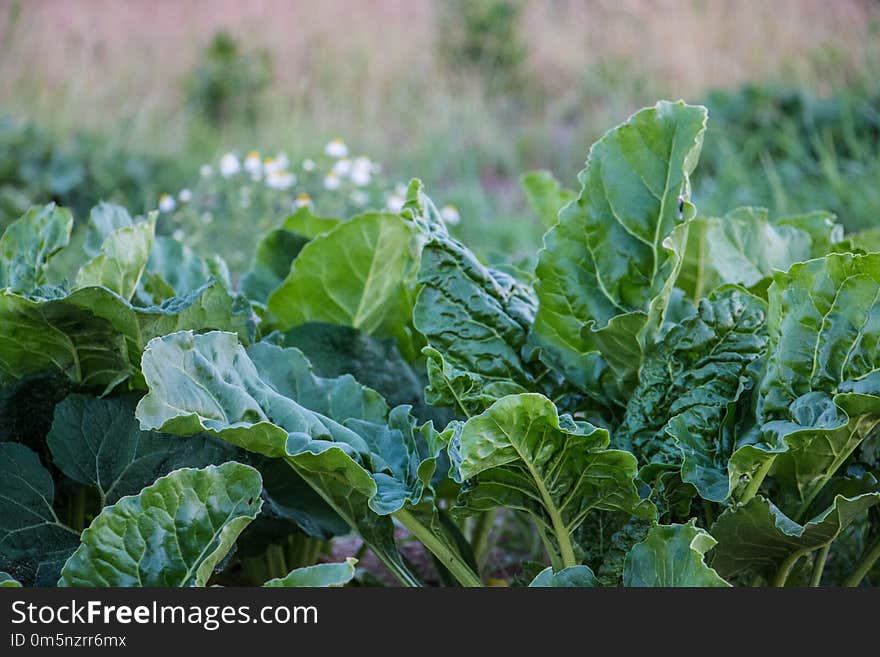 Leaf, Vegetation, Plant, Leaf Vegetable