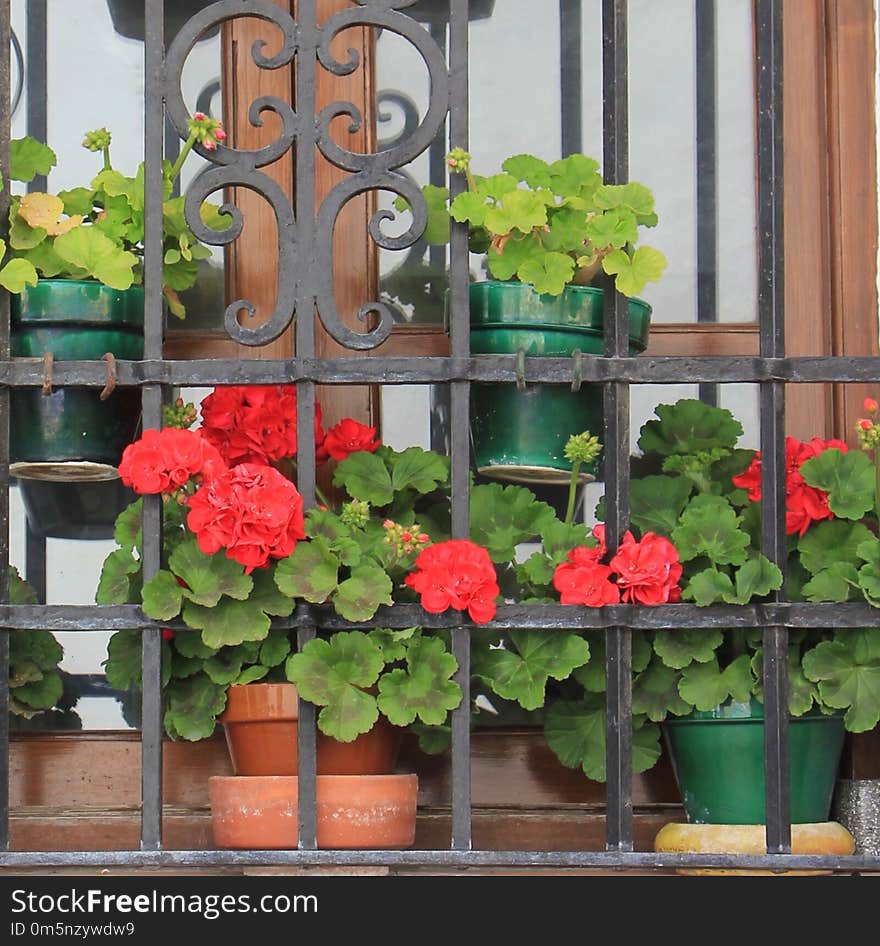 Flower, Plant, Flowerpot, Flowering Plant