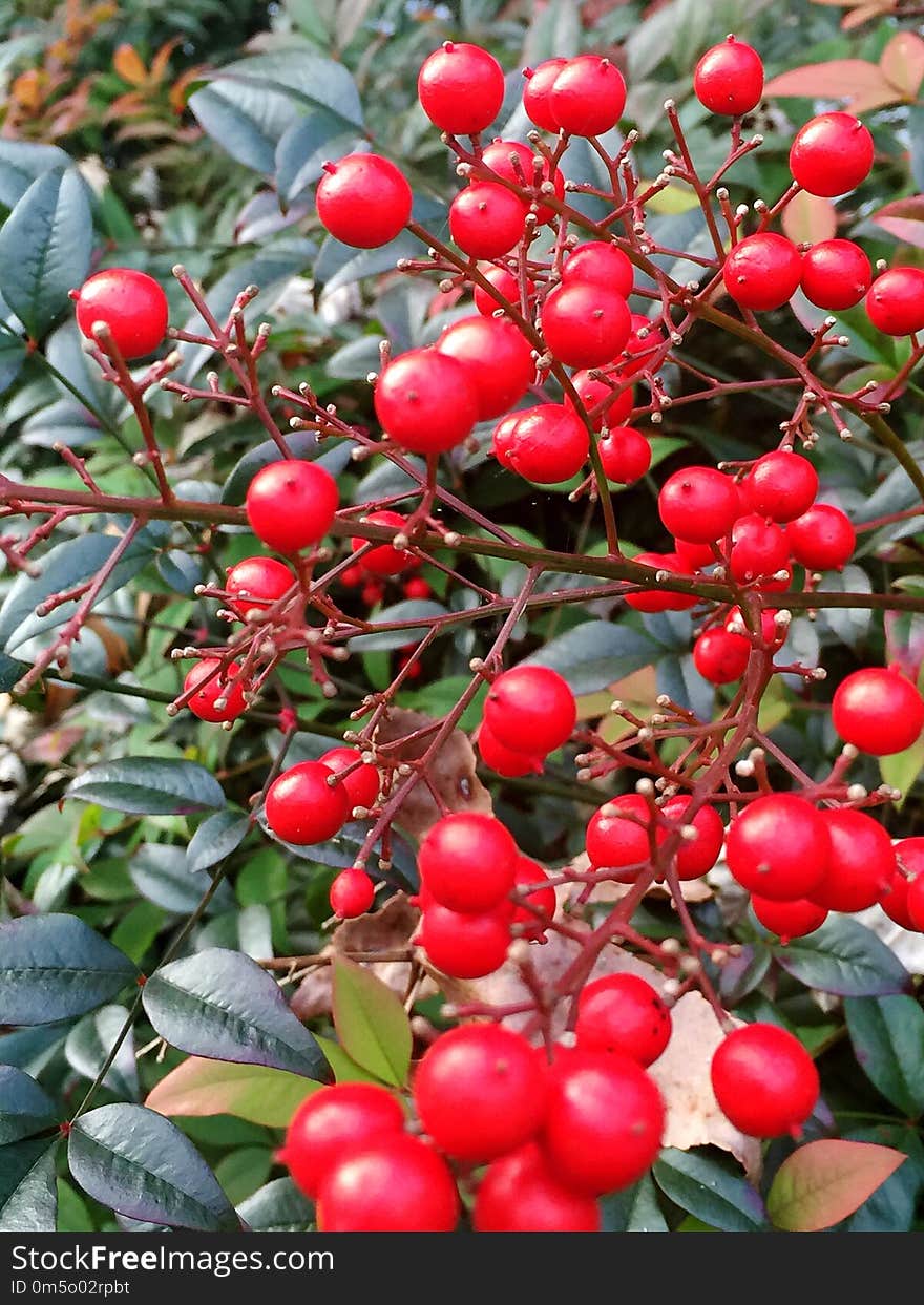 Plant, Fruit, Berry, Lingonberry