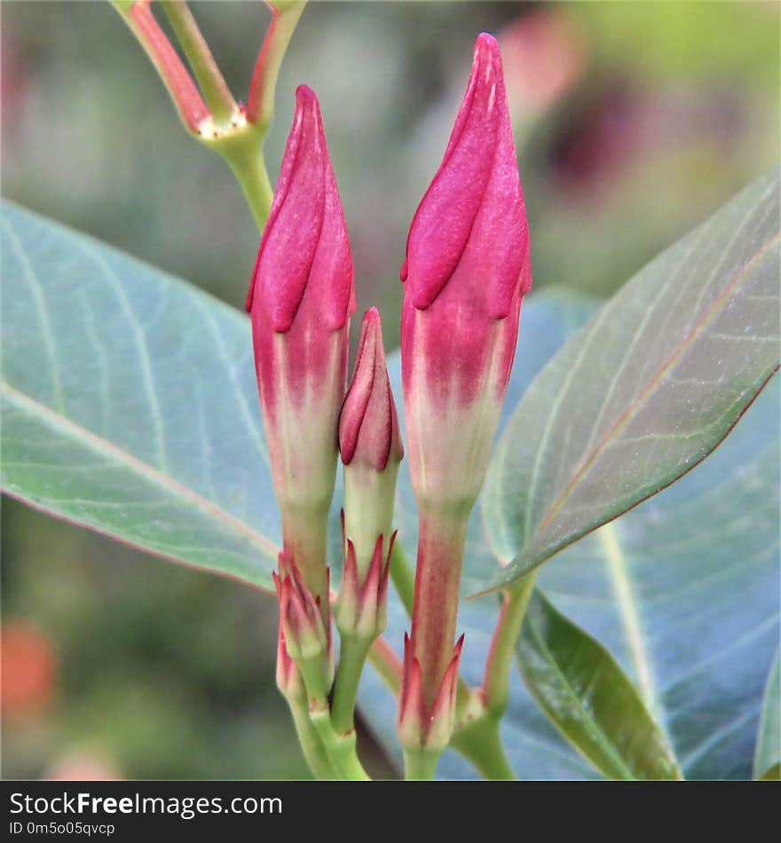 Plant, Flora, Bud, Flower