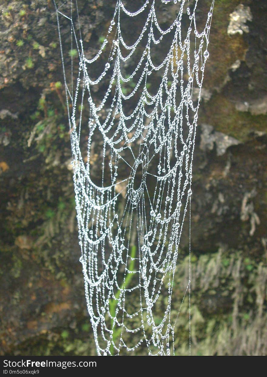 Spider Web, Water, Invertebrate, Organism