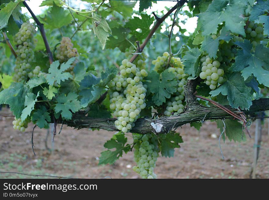 Grapevine Family, Grape, Agriculture, Vitis