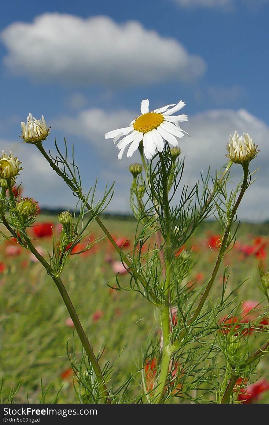 Flower, Plant, Flora, Sky