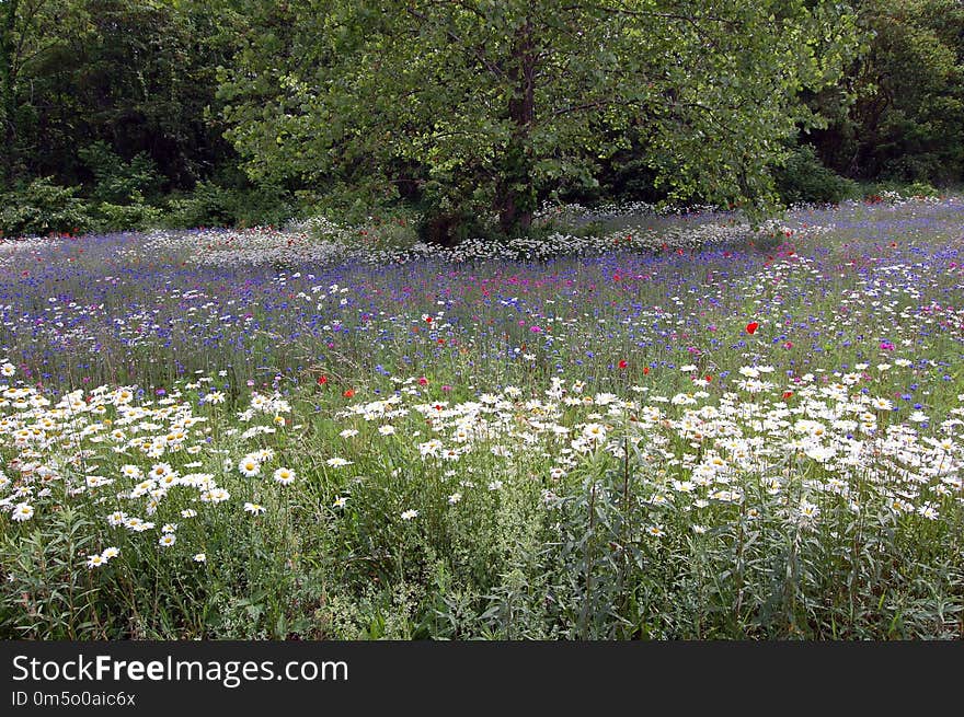 Ecosystem, Flower, Vegetation, Wildflower