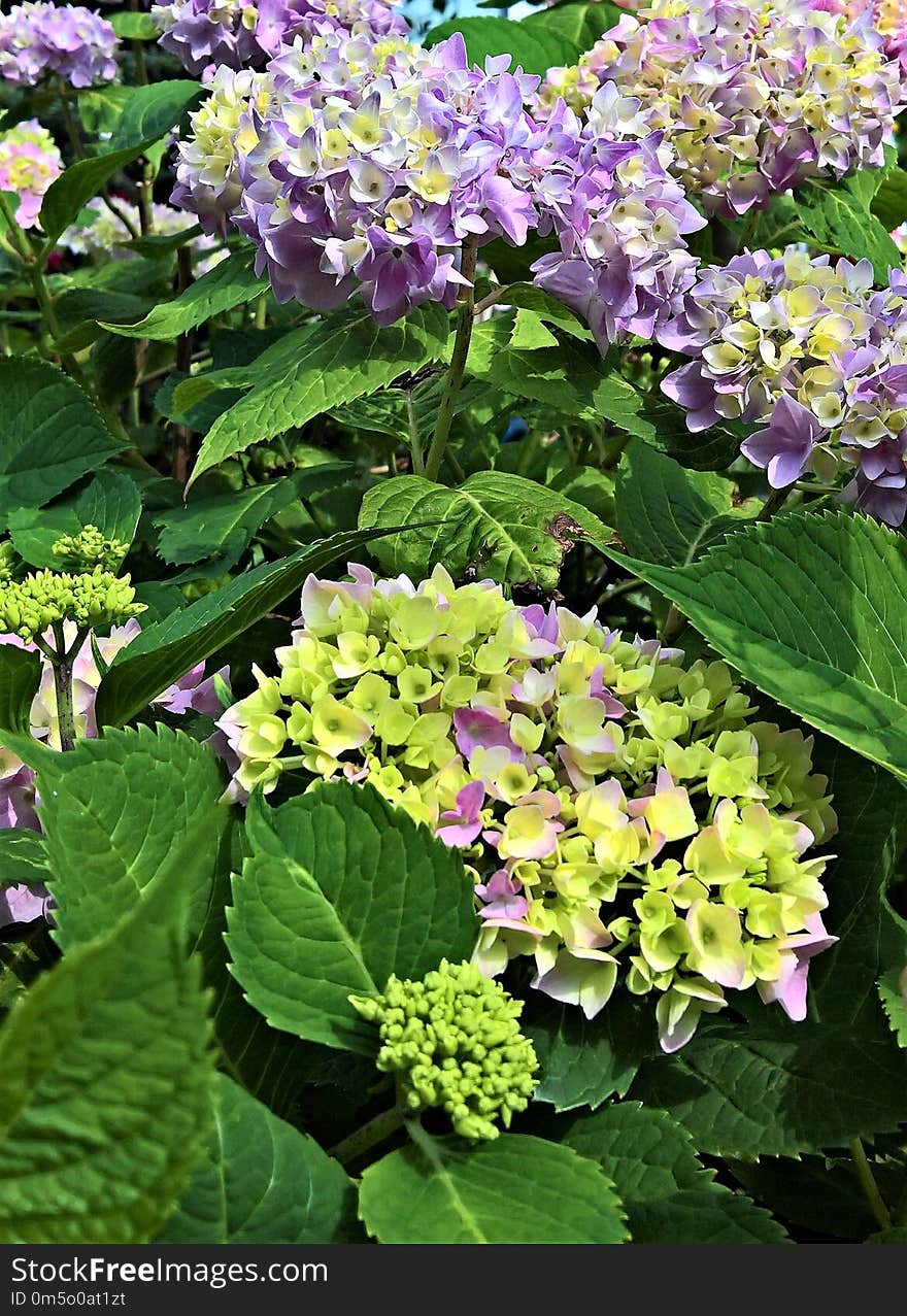 Plant, Flower, Flowering Plant, Hydrangea