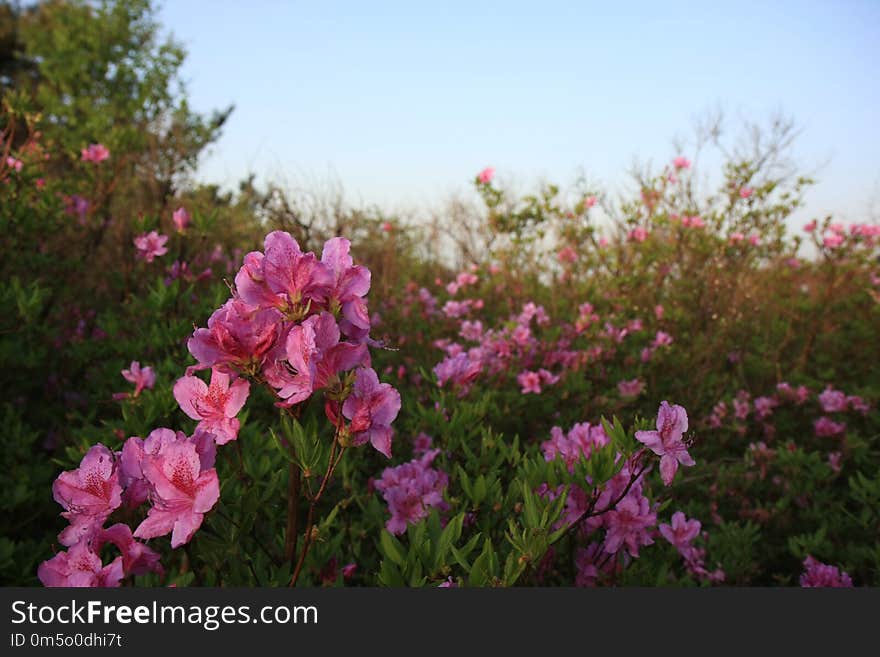 Flower, Pink, Plant, Flora