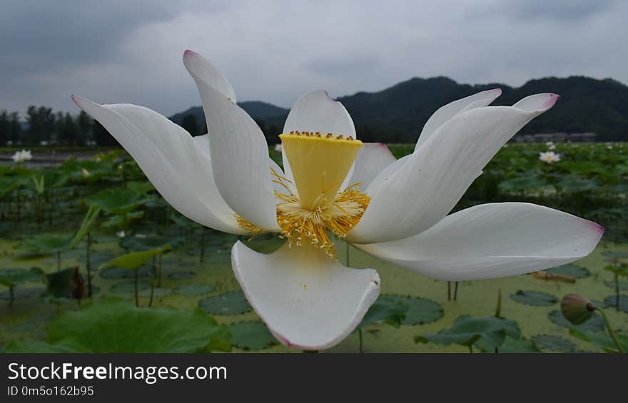 Flower, Plant, White, Lotus