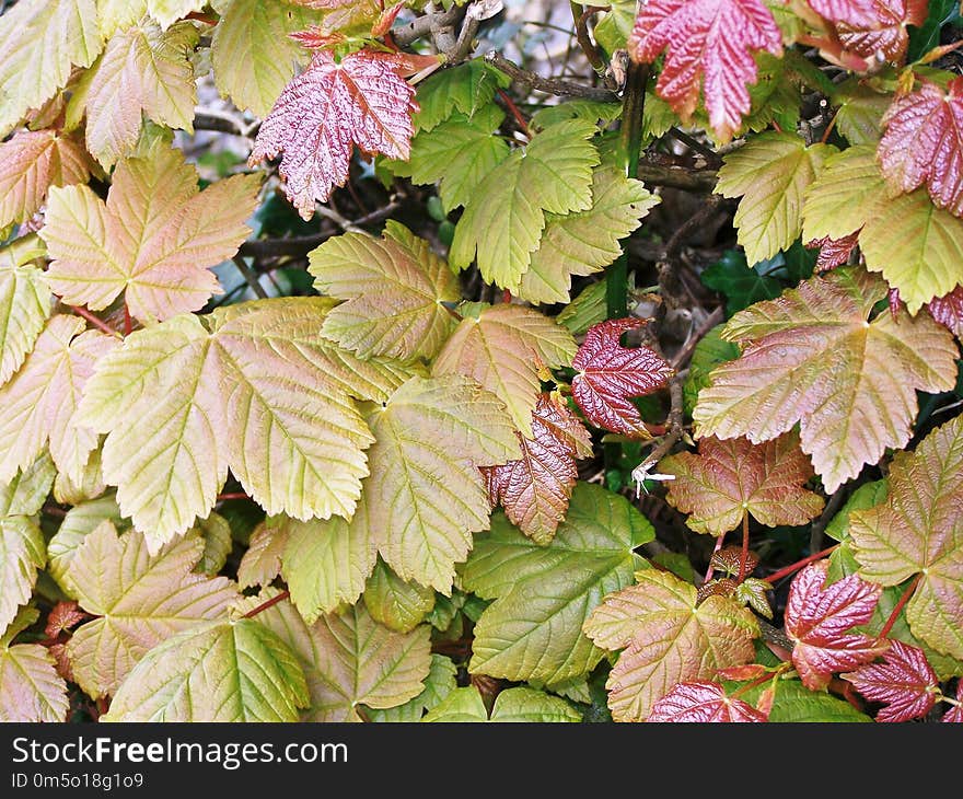 Leaf, Plant, Deciduous, Autumn