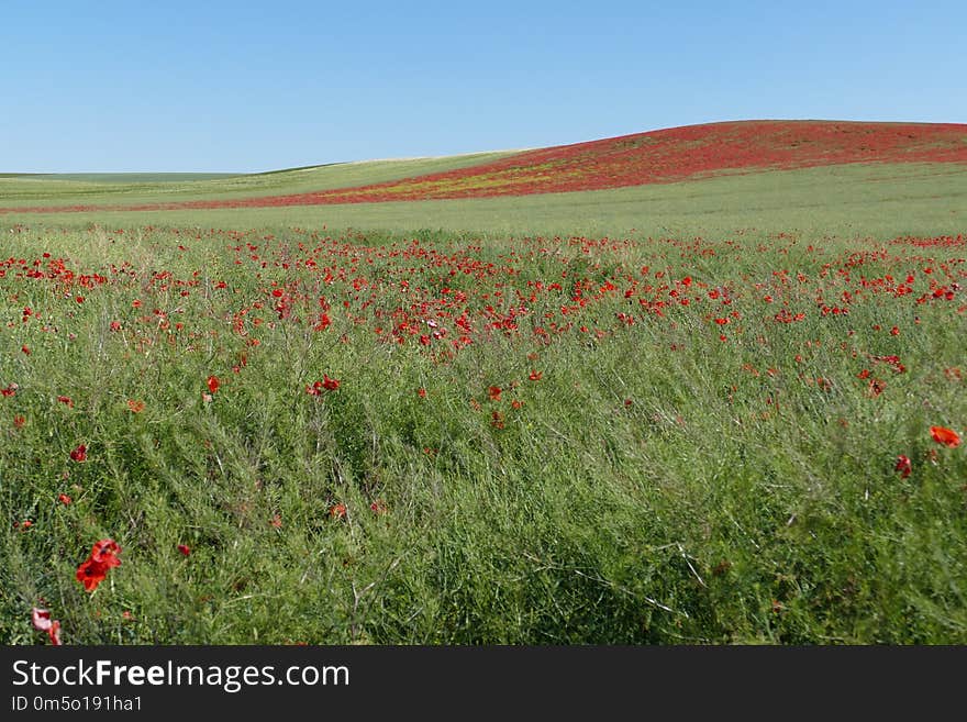 Ecosystem, Grassland, Flower, Wildflower