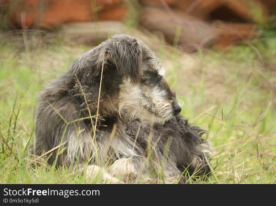 Dog Breed, Dog Like Mammal, Dog, Irish Wolfhound