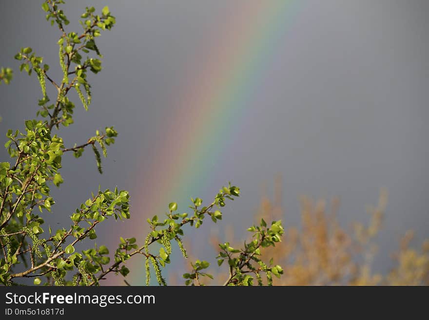 Rainbow, Sky, Meteorological Phenomenon, Branch