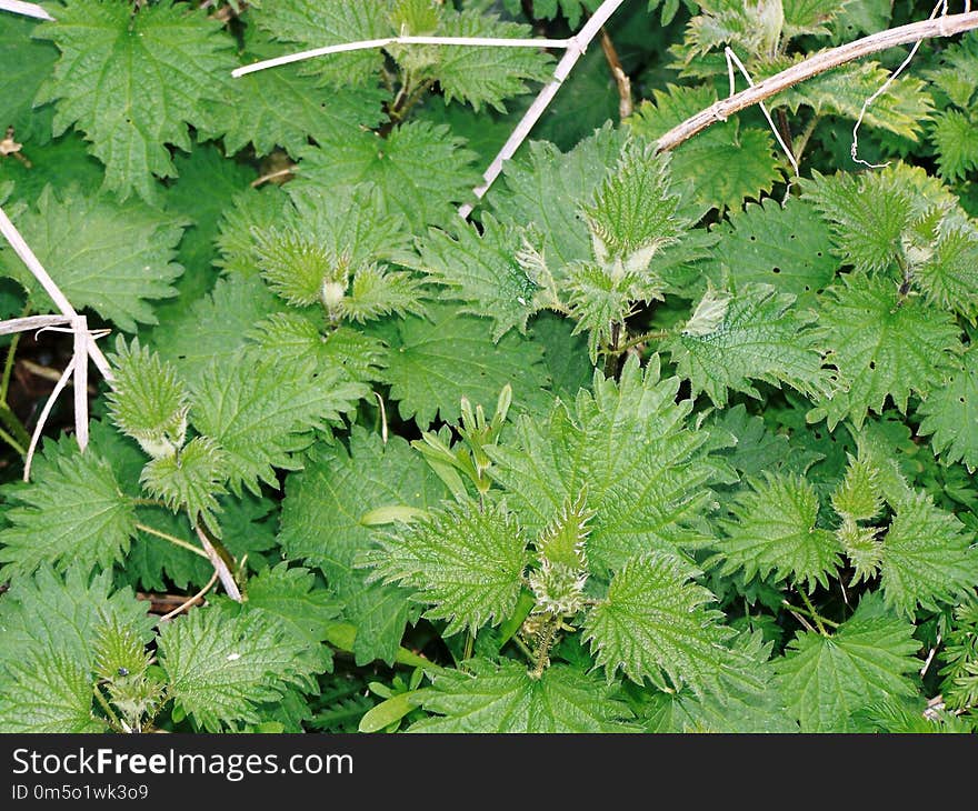 Plant, Urtica, Vegetation, Leaf