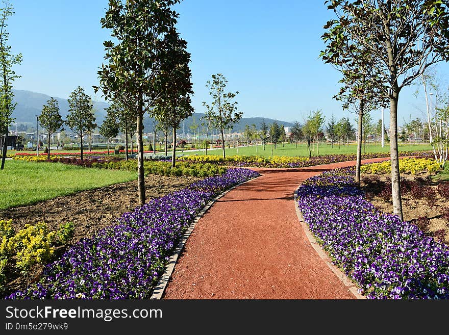 Plant, Garden, Flower, Field