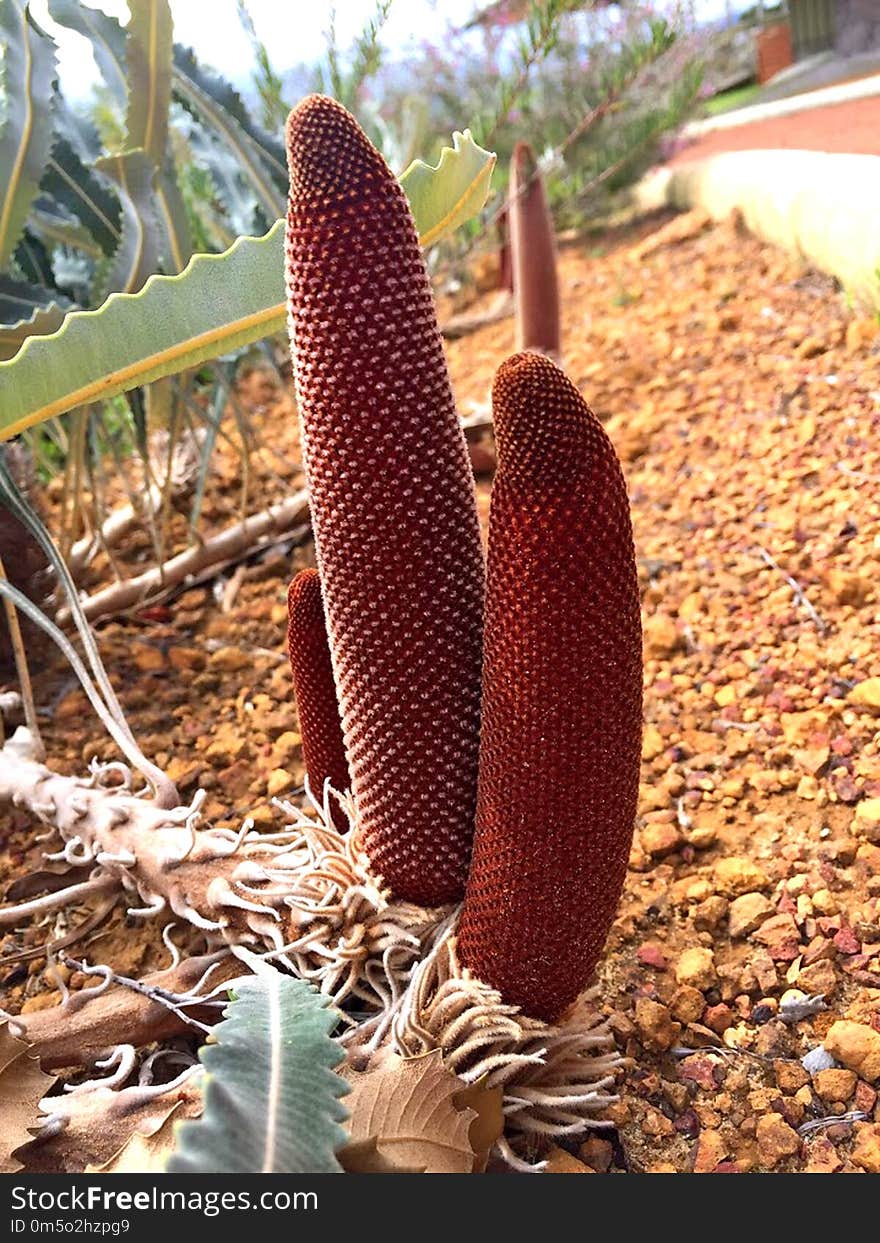 Plant, Cactus, Zaminkand, Caryophyllales