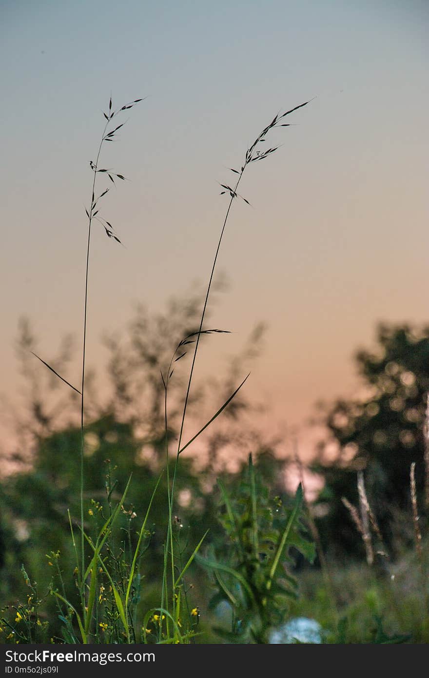 Sky, Plant, Grass, Grass Family