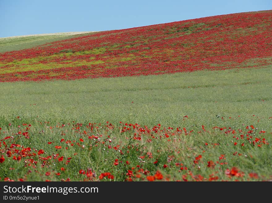 Ecosystem, Field, Flower, Grassland