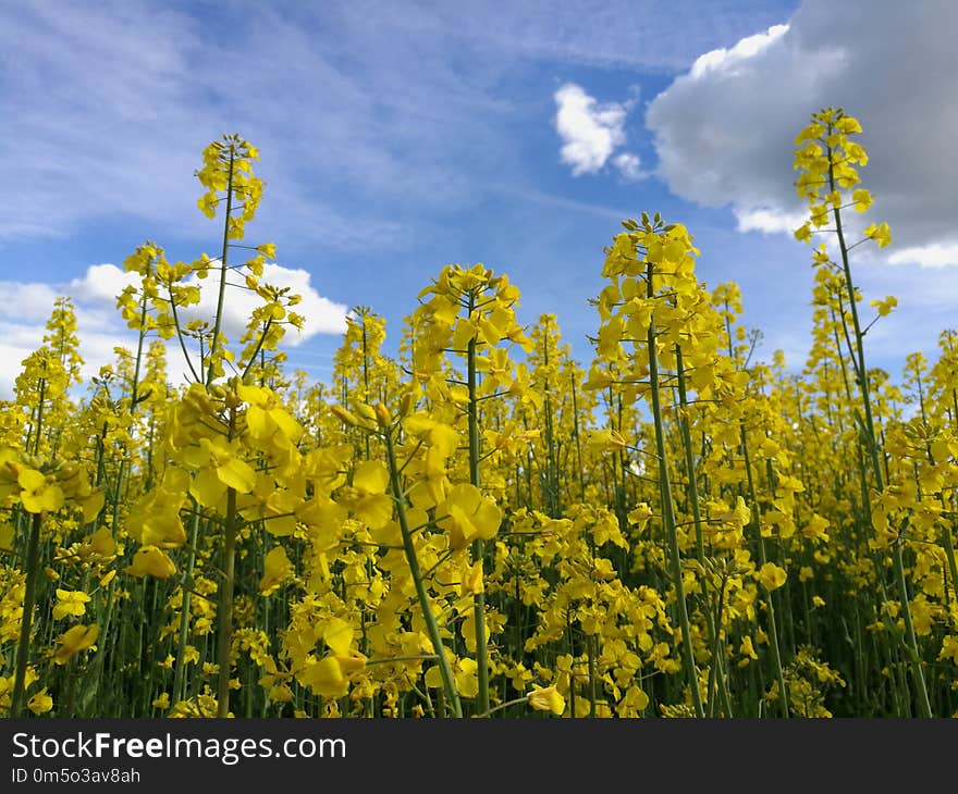 Rapeseed, Canola, Yellow, Mustard Plant