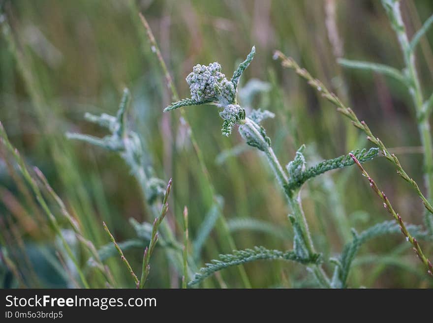 Vegetation, Flora, Plant, Grass Family