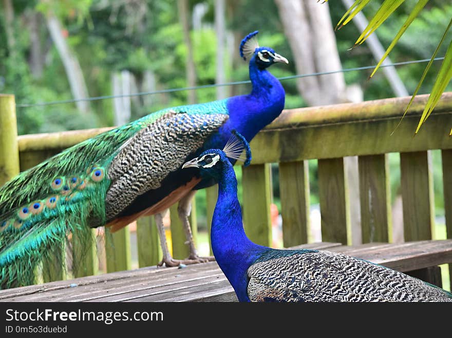 Peafowl, Bird, Fauna, Beak