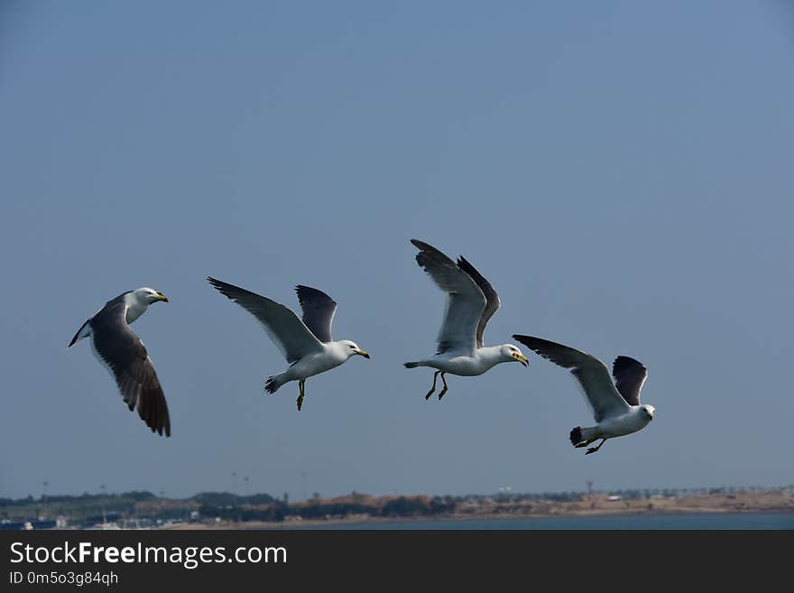 Bird, Sky, Seabird, Gull