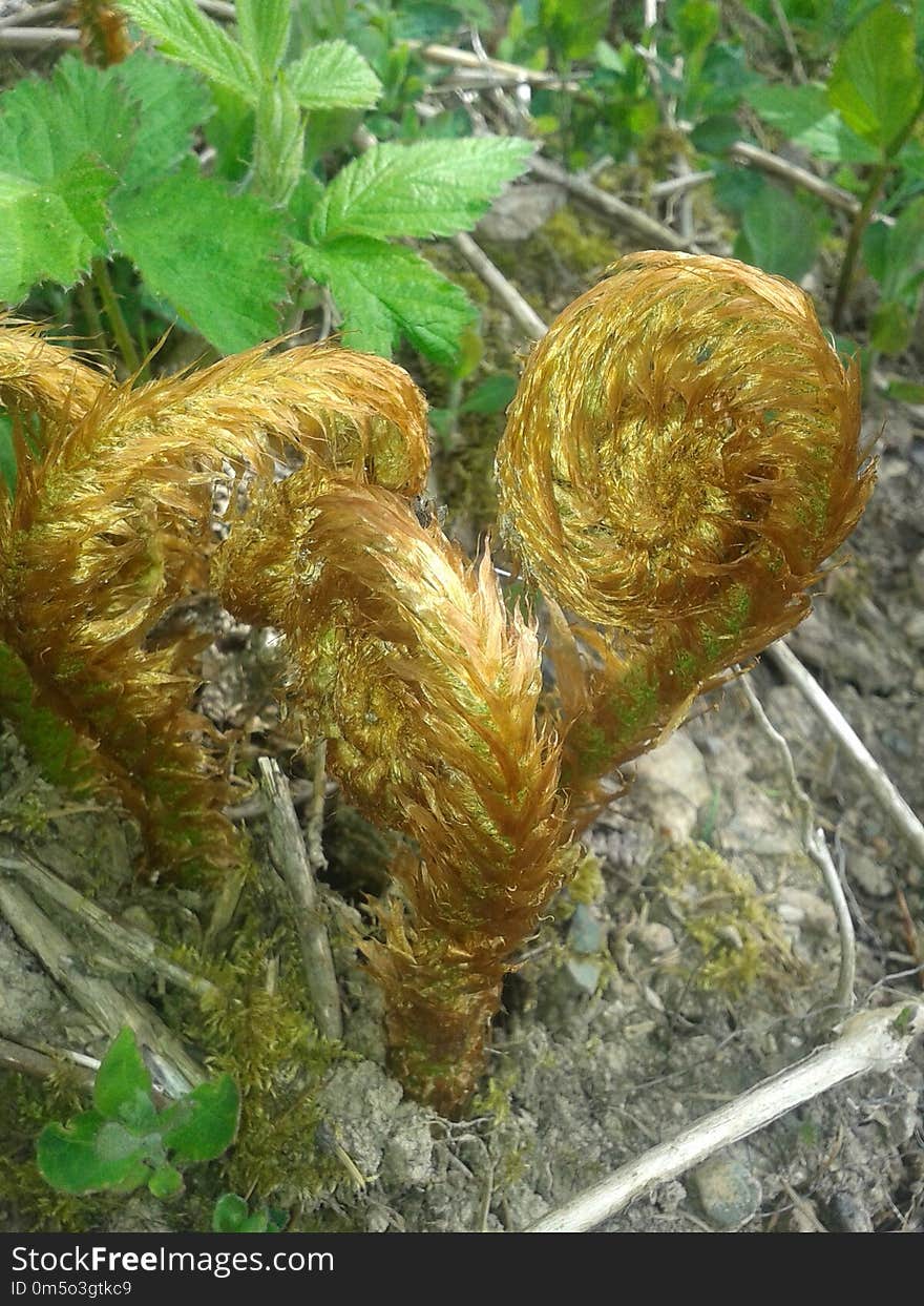 Ferns And Horsetails, Plant, Vascular Plant