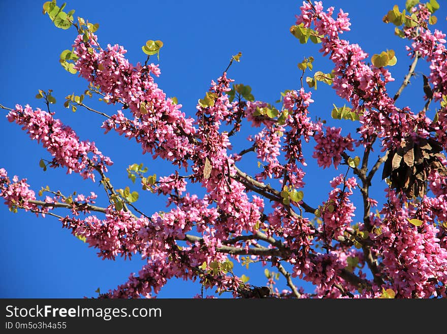 Blossom, Branch, Spring, Plant