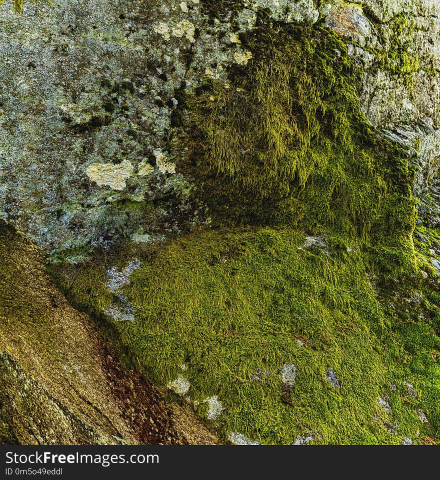 Vegetation, Nature Reserve, Ecosystem, Moss