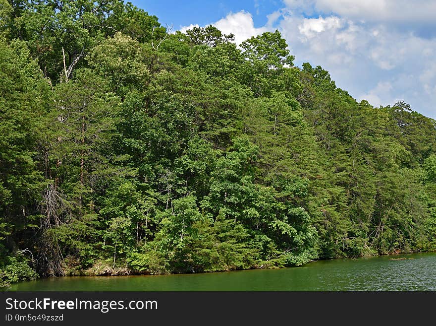 Vegetation, Nature, Nature Reserve, Ecosystem