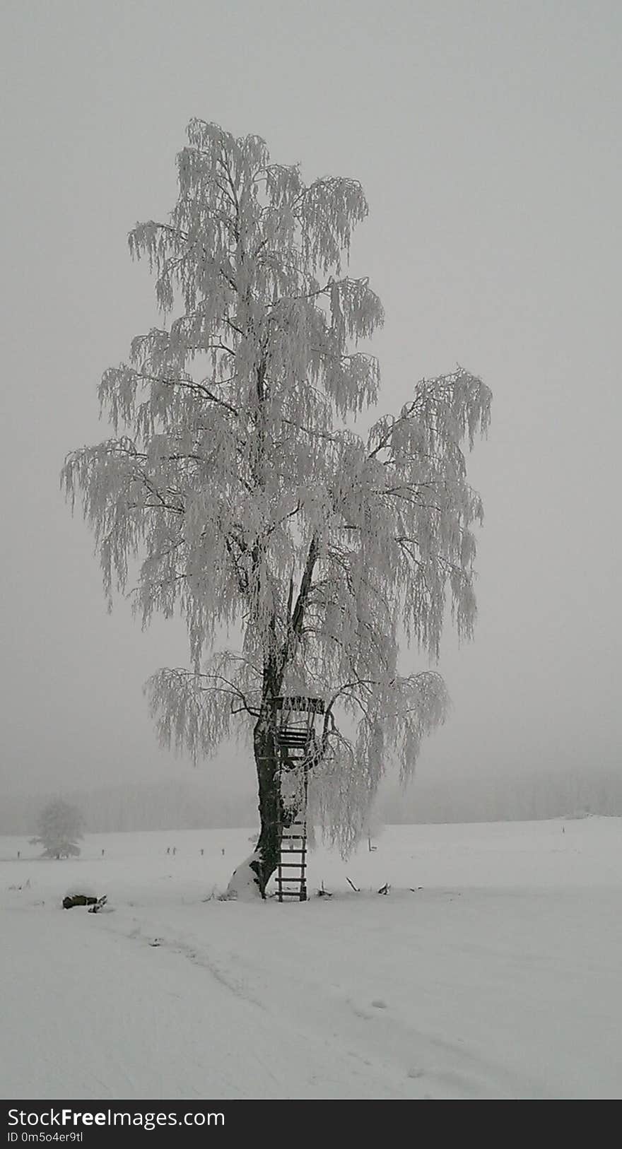 Tree, Winter, Black And White, Snow