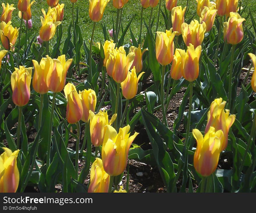 Flower, Plant, Tulip, Flowering Plant