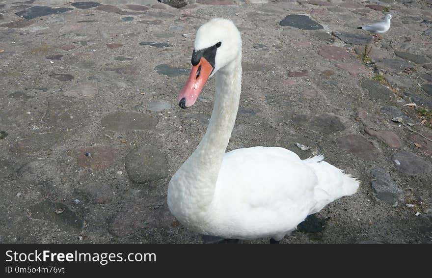 Swan, Water Bird, Bird, Ducks Geese And Swans