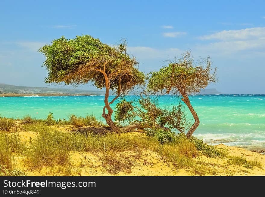 Vegetation, Ecosystem, Sea, Tropics