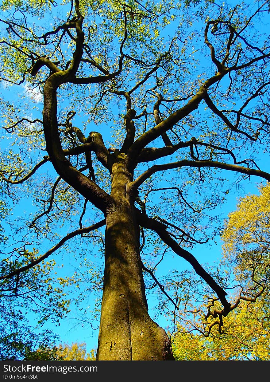 Tree, Woody Plant, Branch, Nature