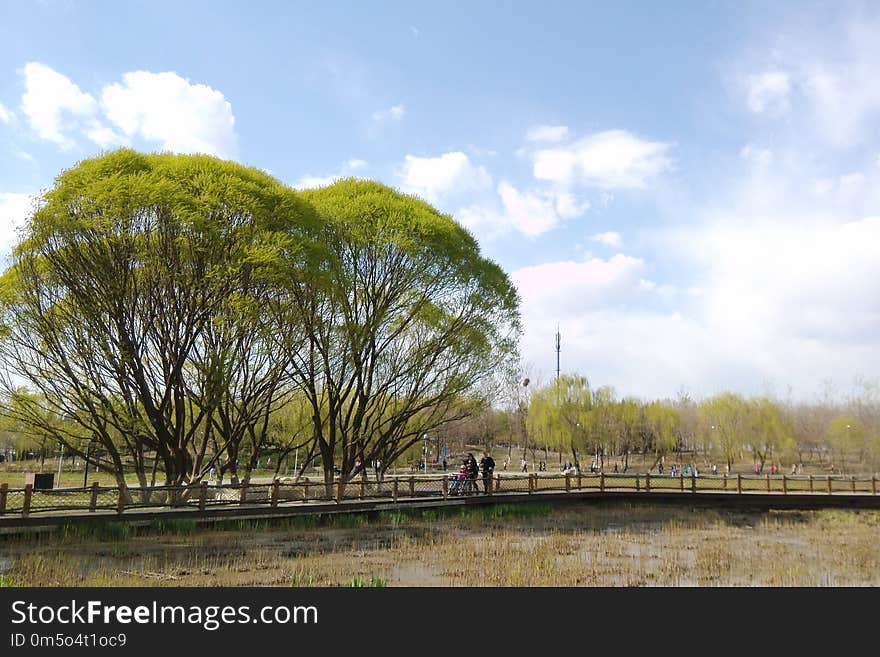 Sky, Tree, Cloud, Plant