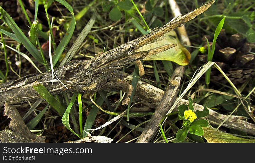 Grass, Plant, Grass Family, Insect