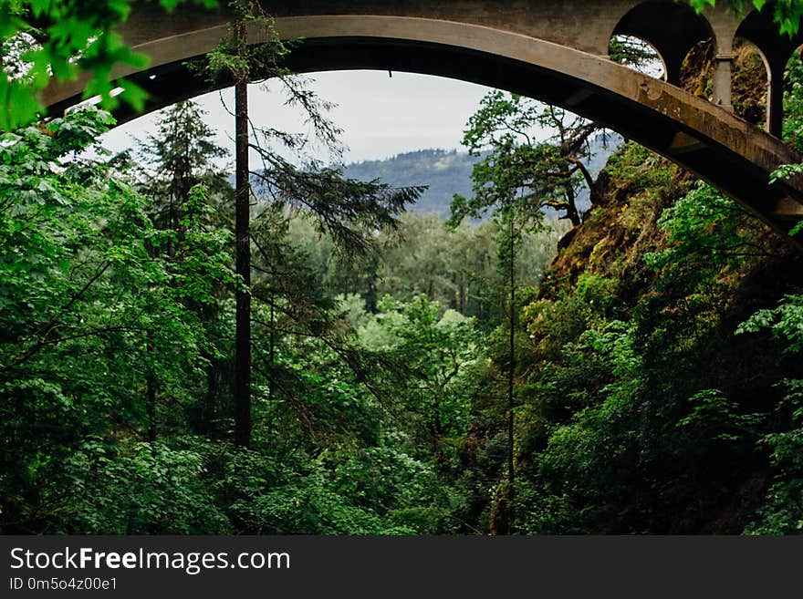 Vegetation, Nature, Nature Reserve, Ecosystem