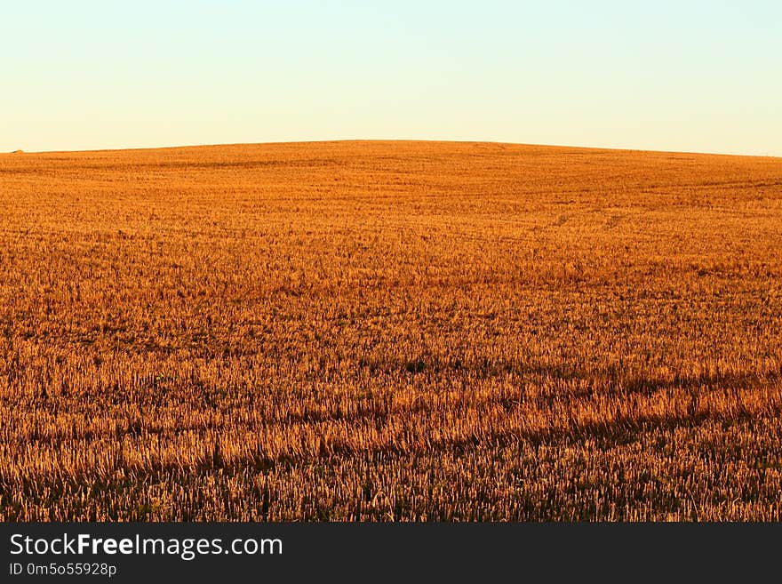 Field, Crop, Ecosystem, Sky