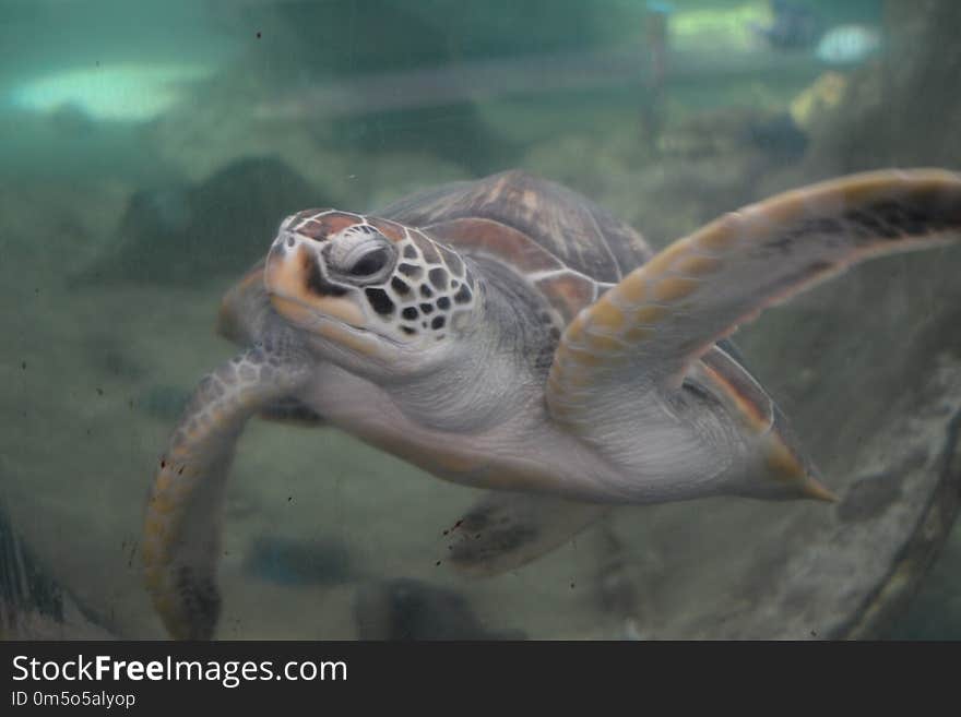 Sea Turtle, Turtle, Ecosystem, Loggerhead