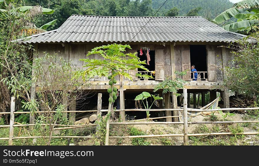 Hut, House, Cottage, Jungle