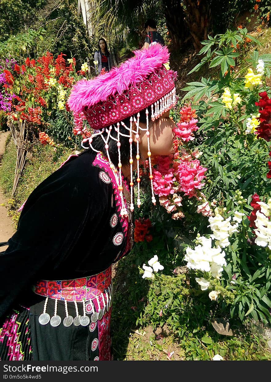 Flower, Pink, Plant, Flowering Plant