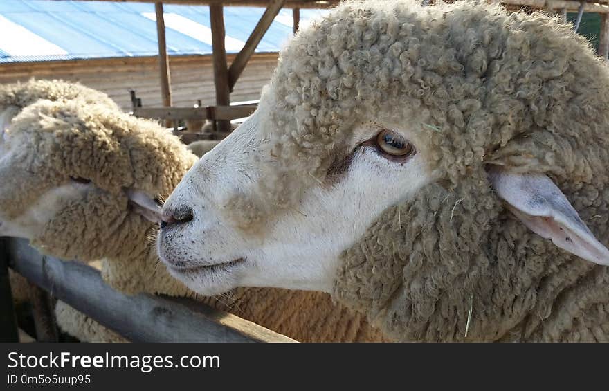 Sheep, Cow Goat Family, Livestock, Horn